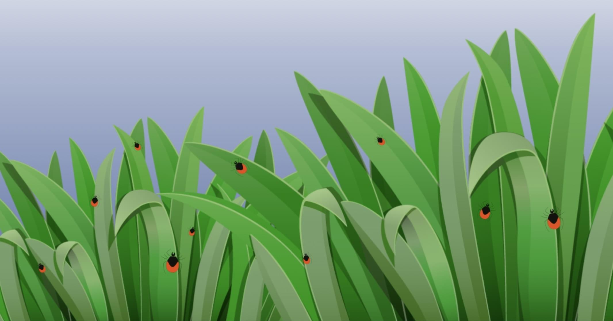 ticks in the grass