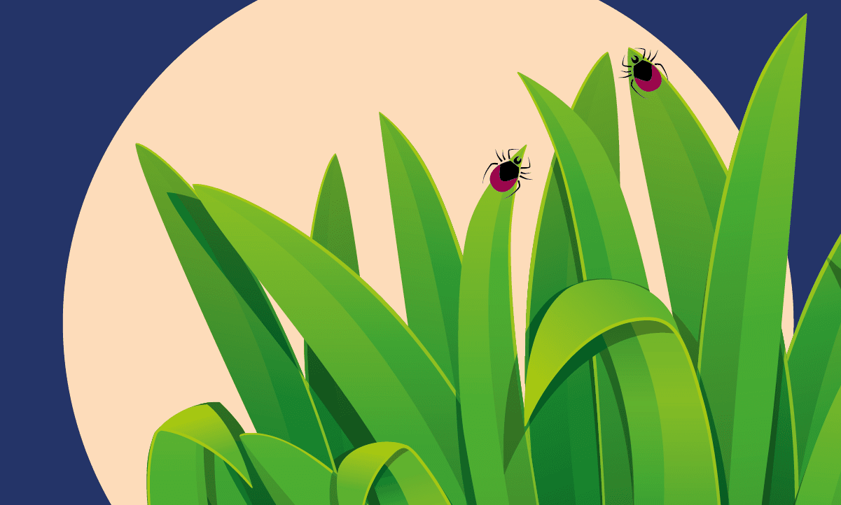 Ticks in grass